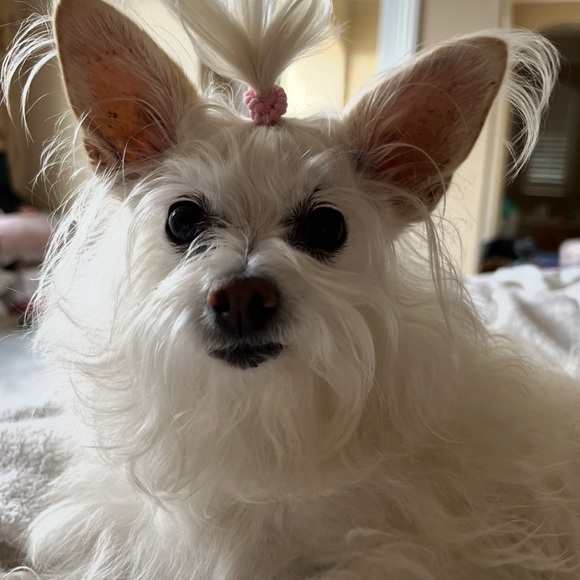 Meet your Posher, Posh - Picture 15 of 16